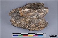 藏品(野馬前端頭部上顎骨化石)的圖片